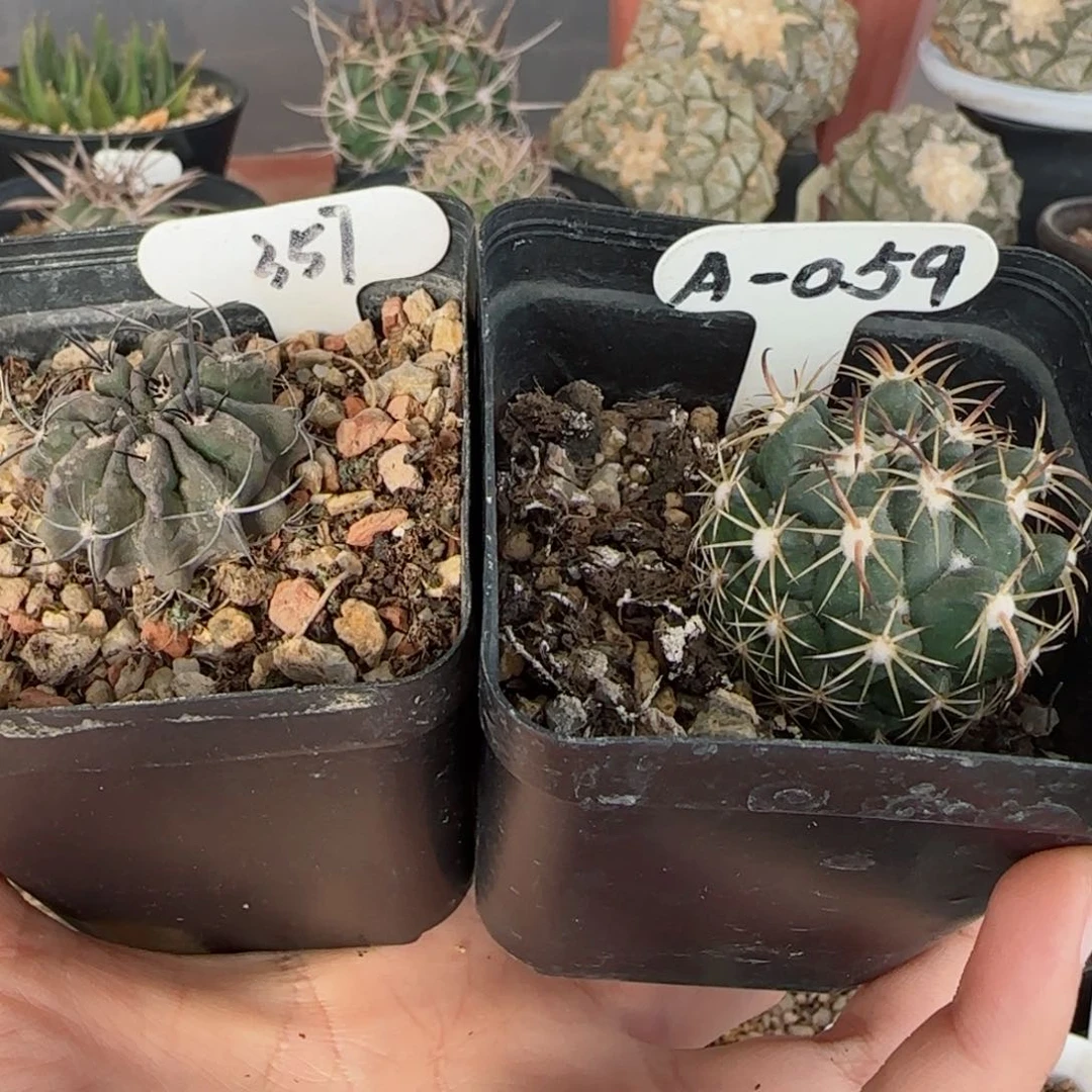 实生钢定➕素装多肉