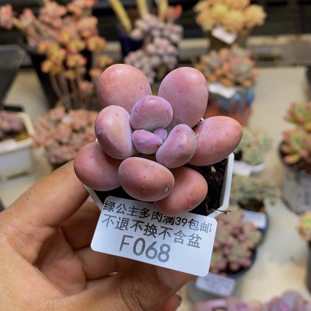 068橙雪球多肉4cm