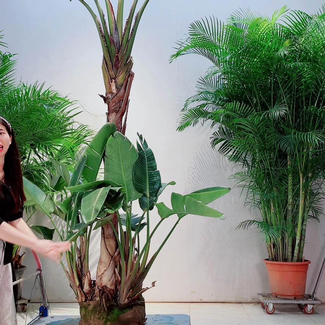 椰子树超大号厨房和v覆盖工程不错女