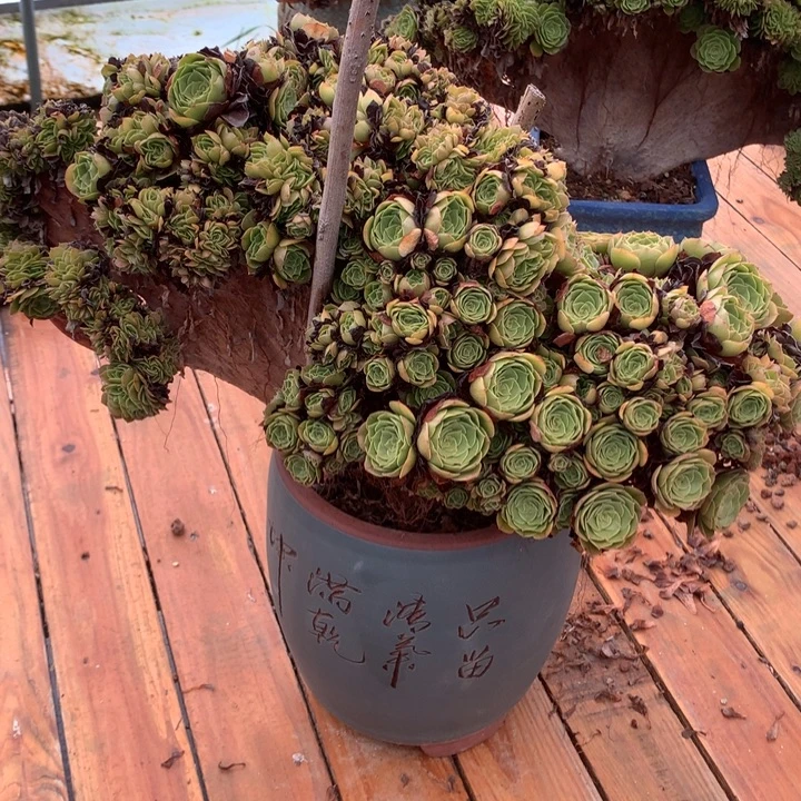 万朵朵脱土不带盆啊