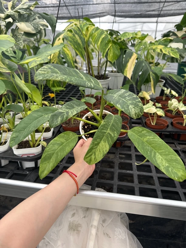 羽毛锦蔓绿绒（一物一拍）