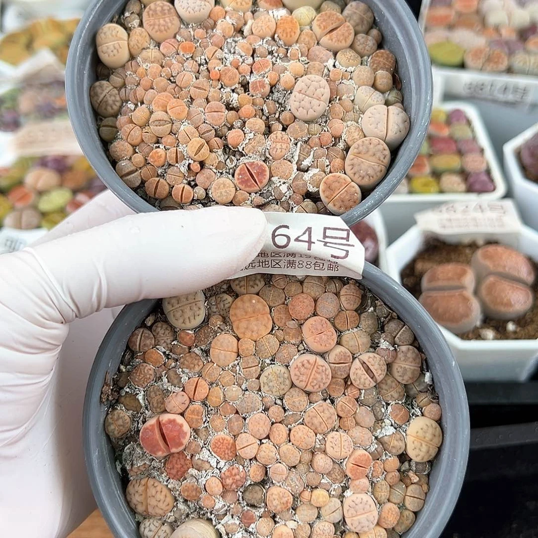 好养易活生石花大母本8764