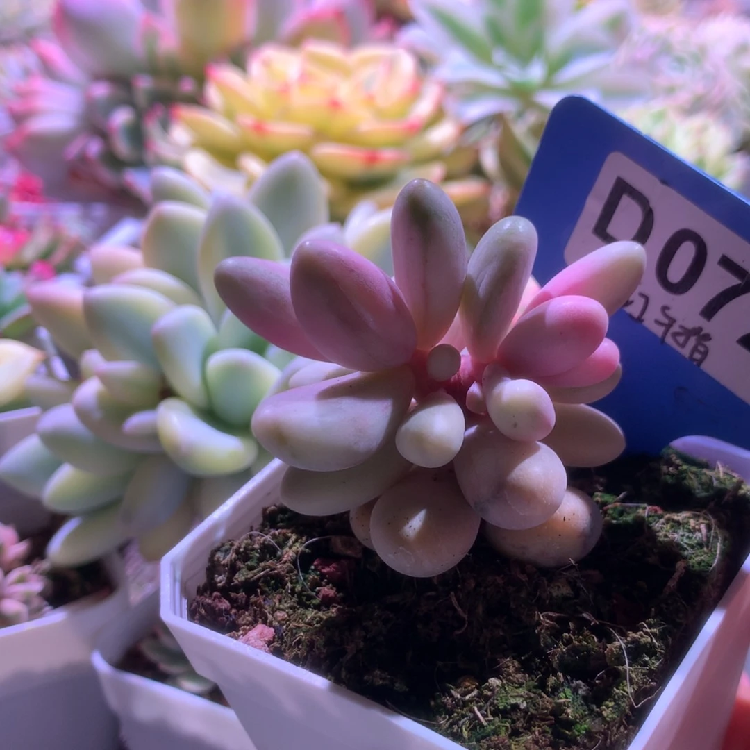 用***9红手指覆轮锦有根