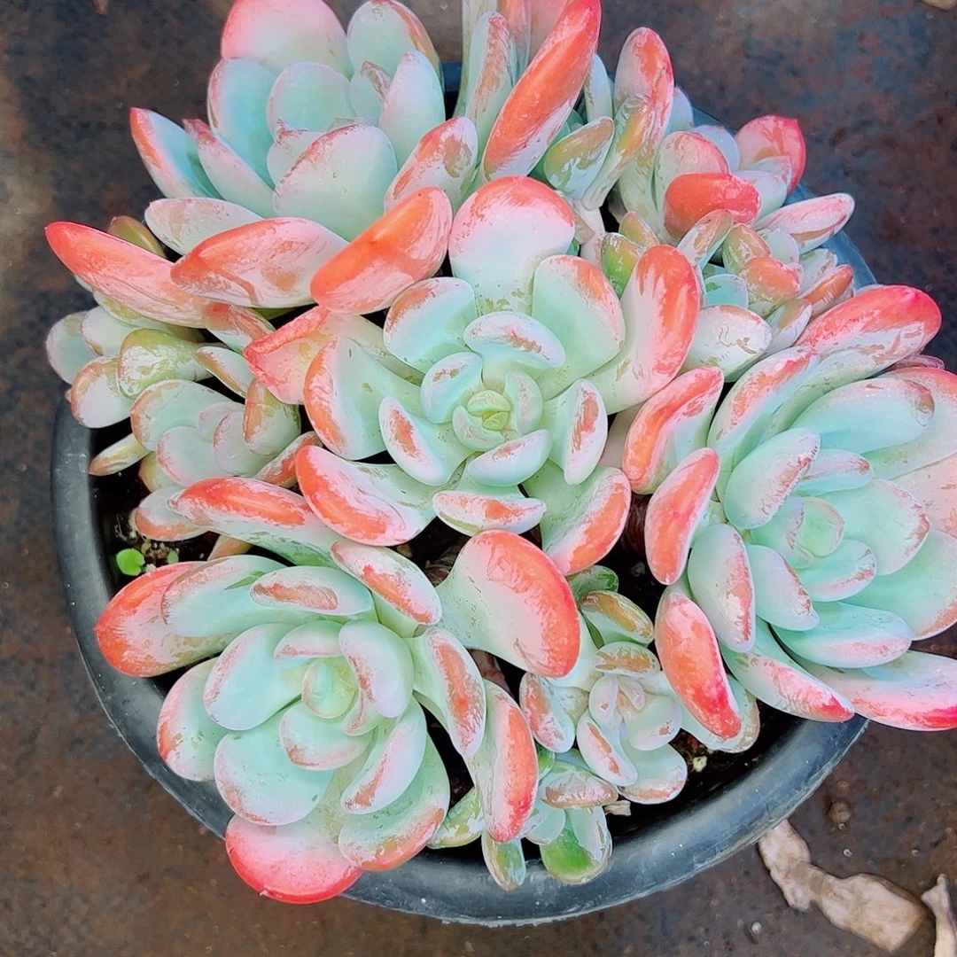 香橙老桩，一物一拍