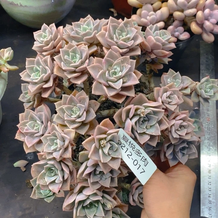 夏悦多肉0212-17哈里