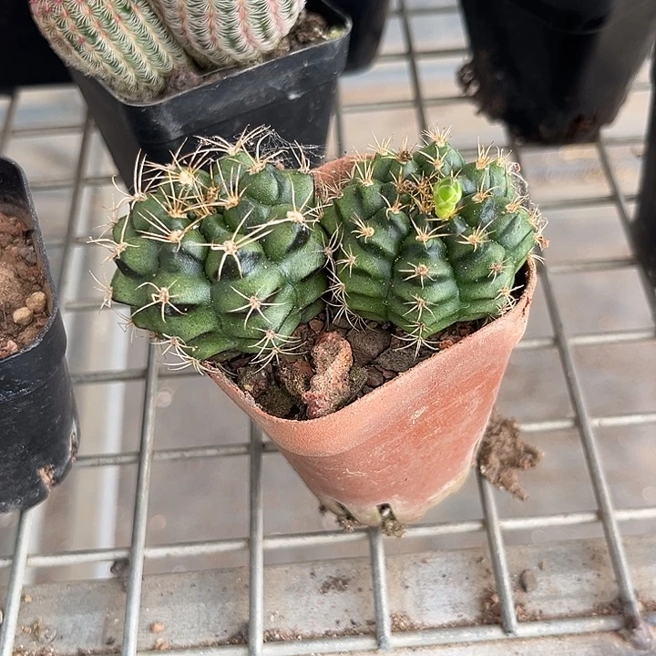 我也不知道我为什么要