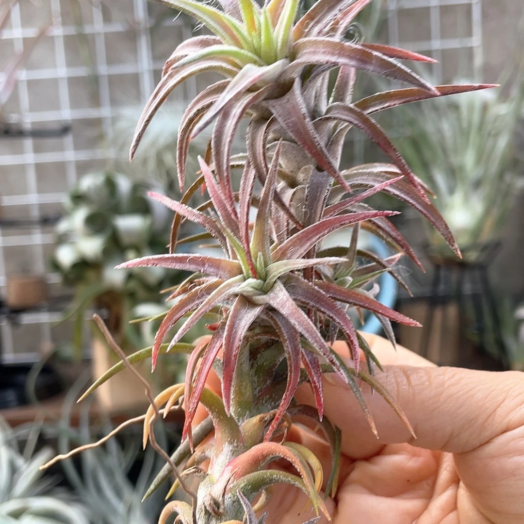 龙脊万汉22号空气凤梨