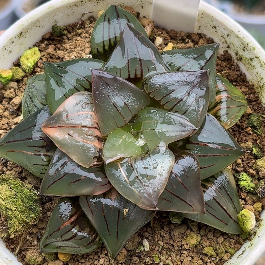 43红纹寿锦福利专场