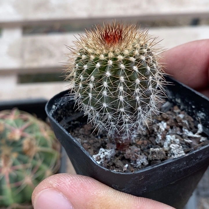 实生尤博球特价福利