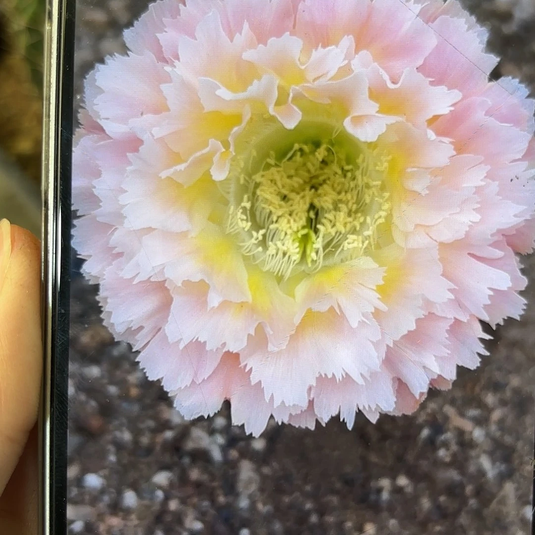 彩草颜如玉7.5-8公分左右