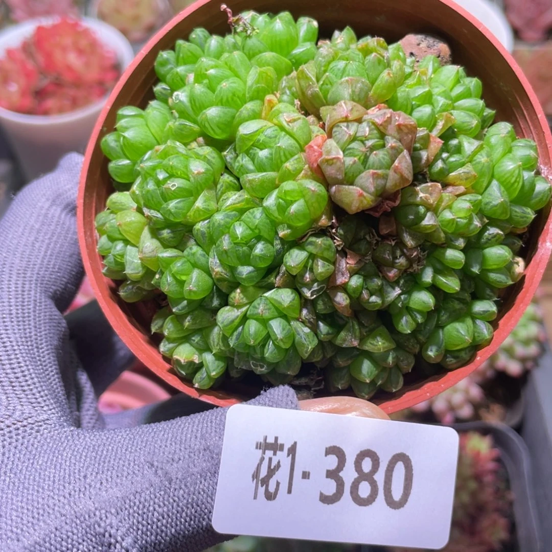 花利美1-380草玉露