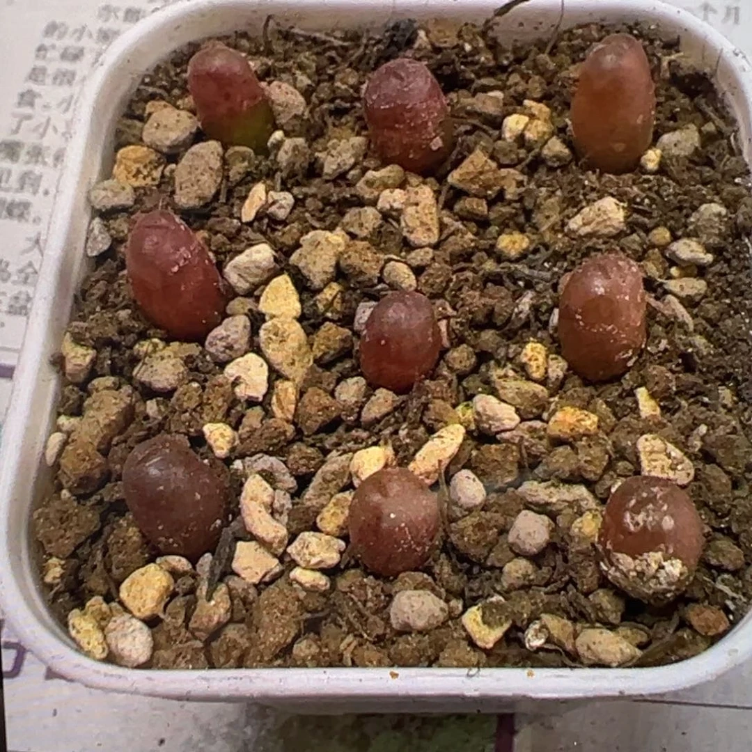 量拍50km风铃小苗一颗