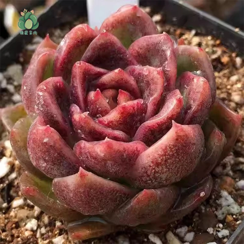 黑玫瑰多肉（满9.9包邮）不带盆土多年苗老桩 耐养易活基地直发