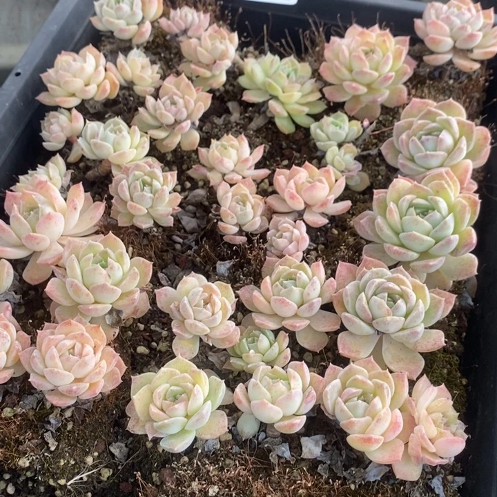 Qp102 多肉植物盆栽花卉