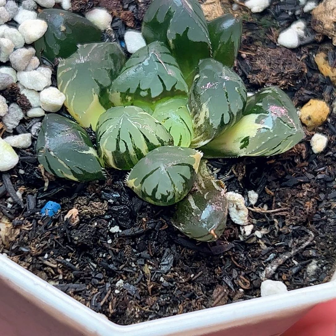 实生玉露锦十二卷