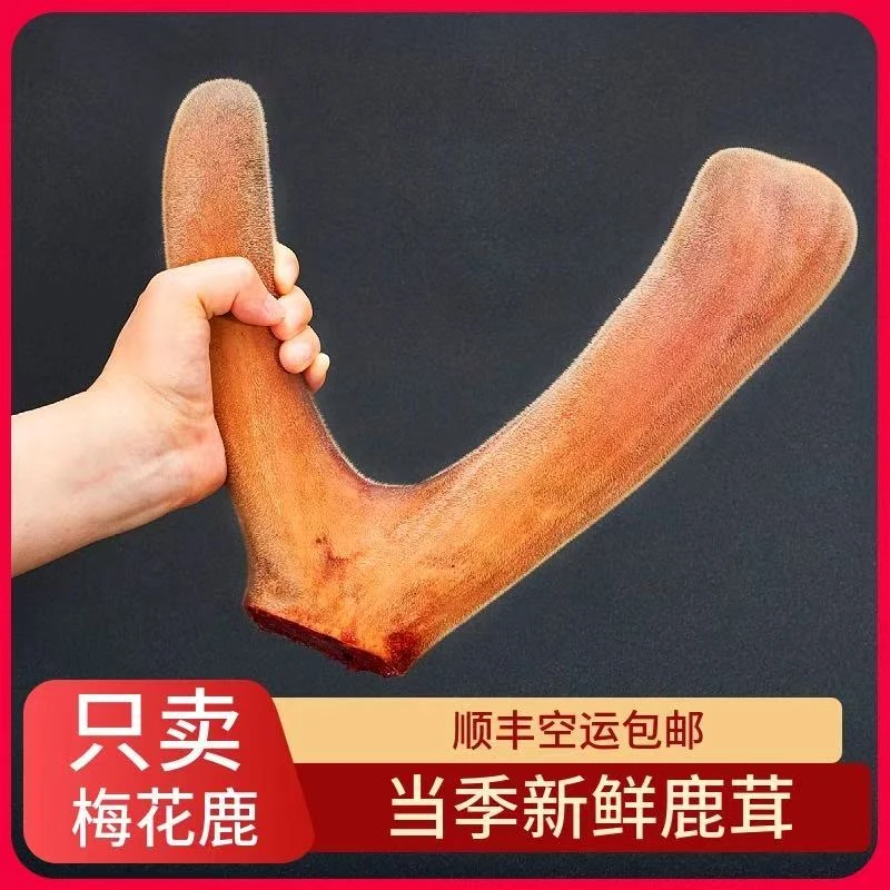 新鲜整枝可用于泡酒煲汤可切片食用