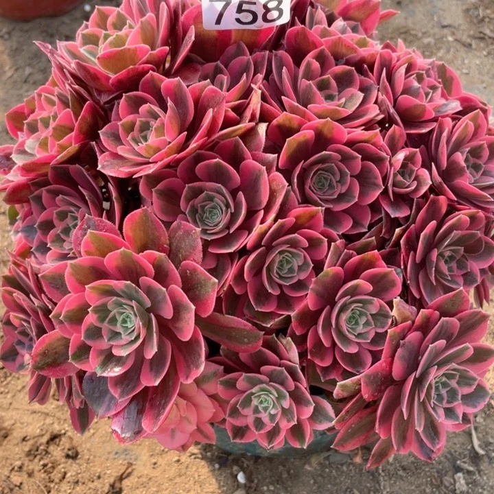 ?**?758多肉植物女妖
