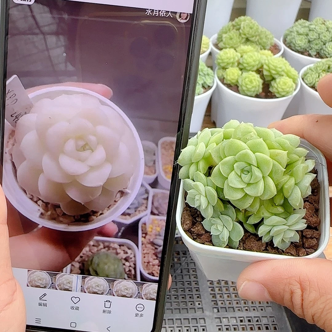 【闪购商品】0928-8（xpp-248）