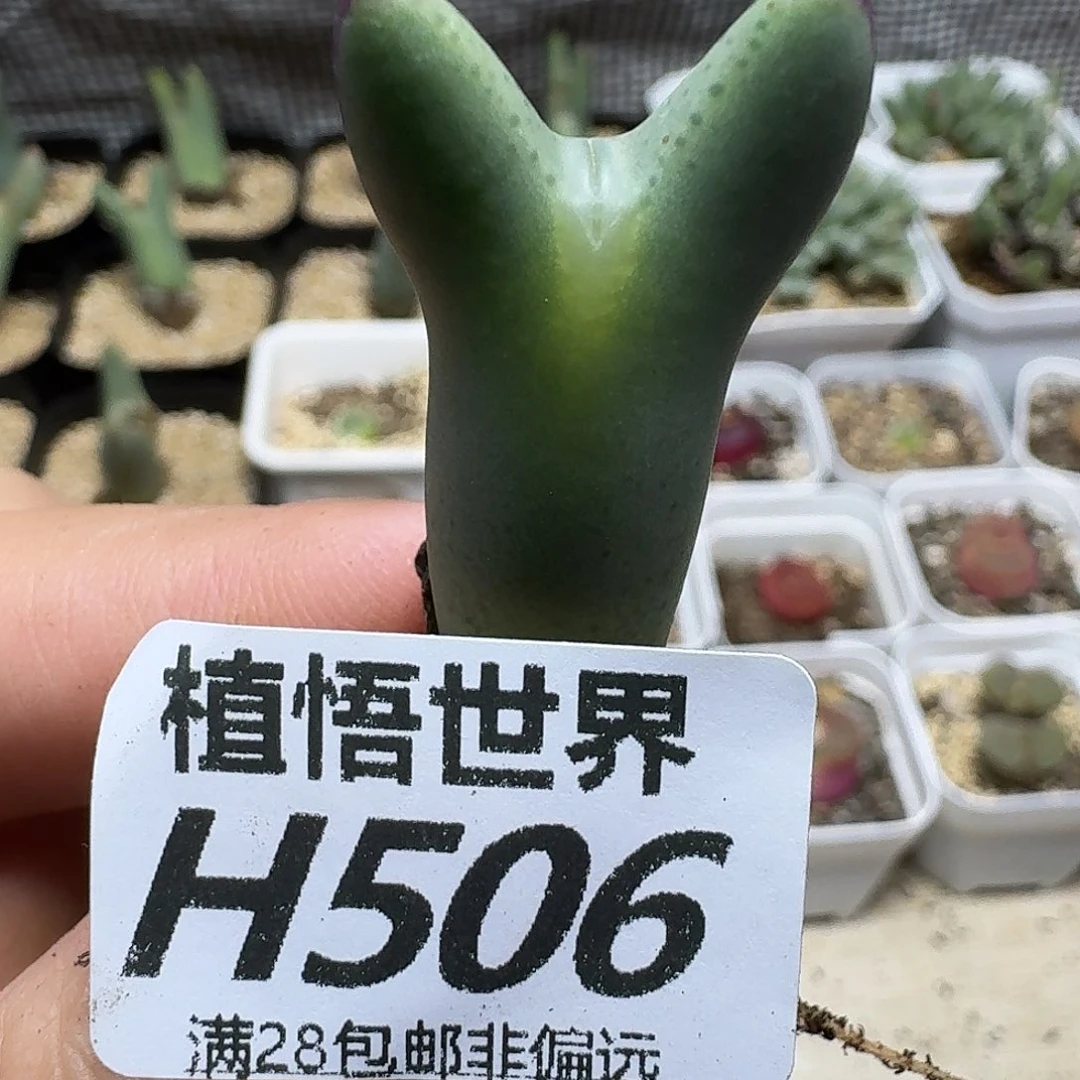 多肉植物的人生gbb