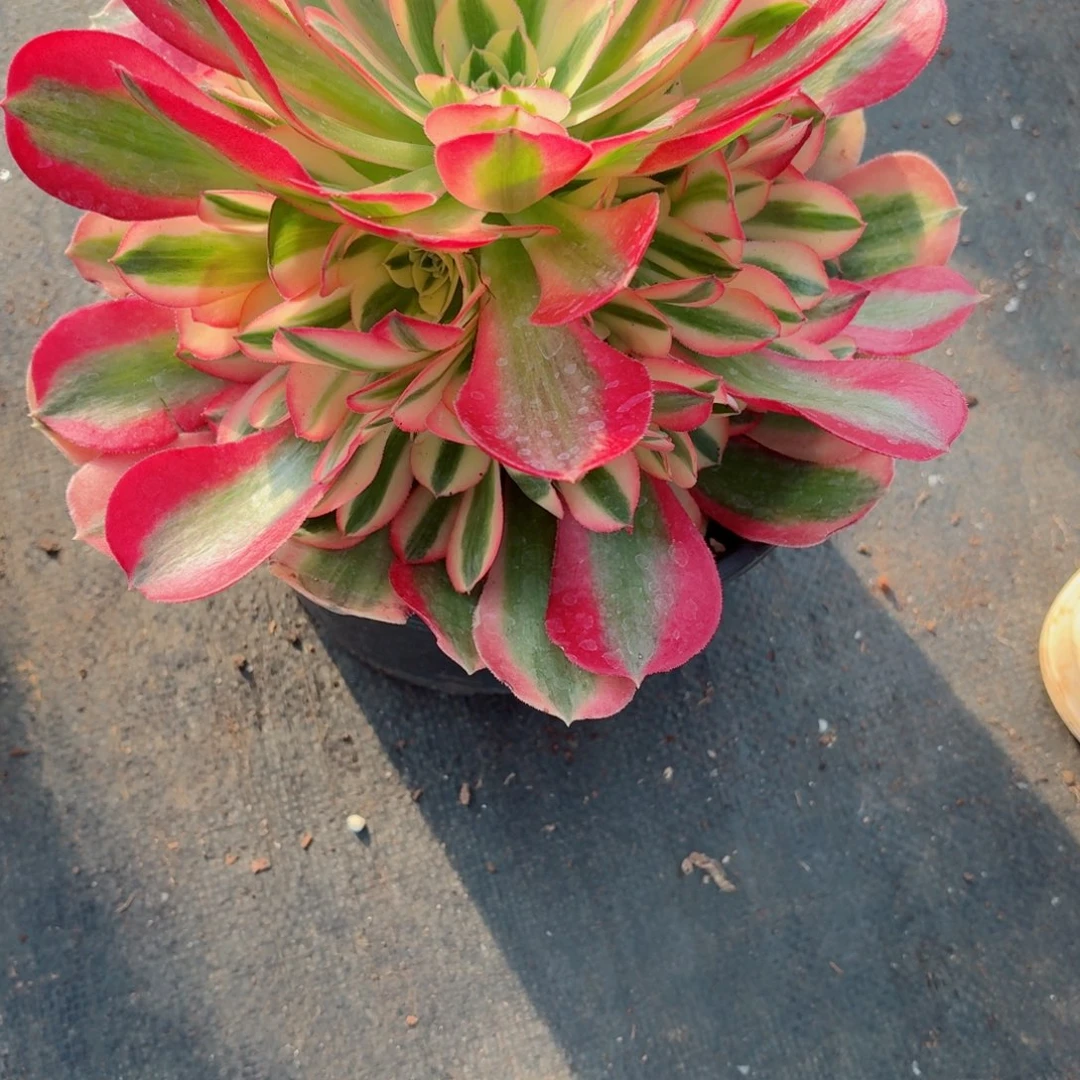 31法师锦多肉021七彩石