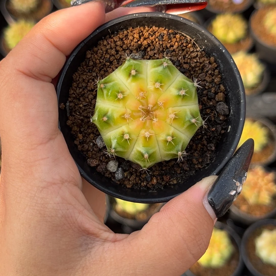 107 泰系白轮回 带盆土发货