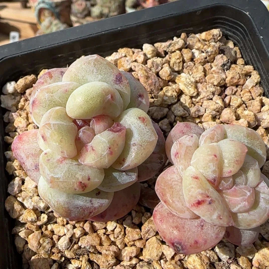 冰玉石化老桩双头多肉