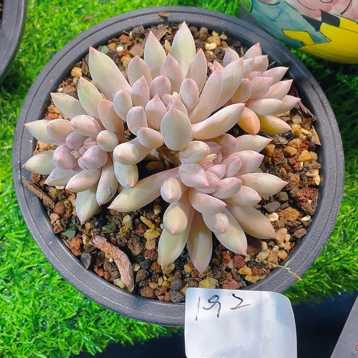 c*谢谢你的支持0000000192