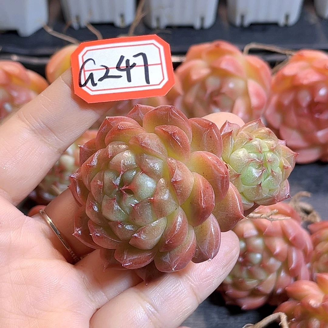 G247 一物一拍多肉 木桃