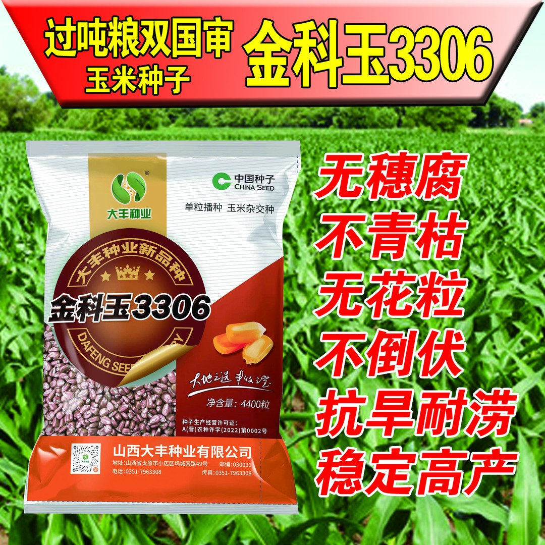 双国审超高产玉米种子金科玉3306