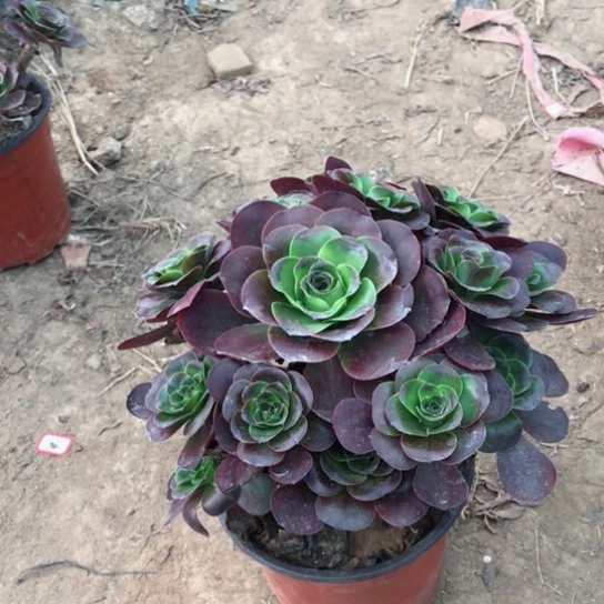 @***秀魅金玫瑰法师多肉植物4