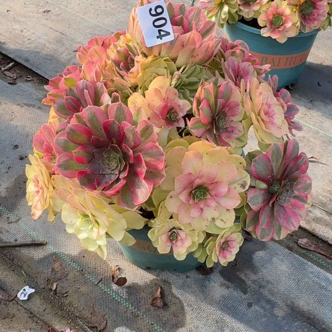 904特价雨河多肉植物福利