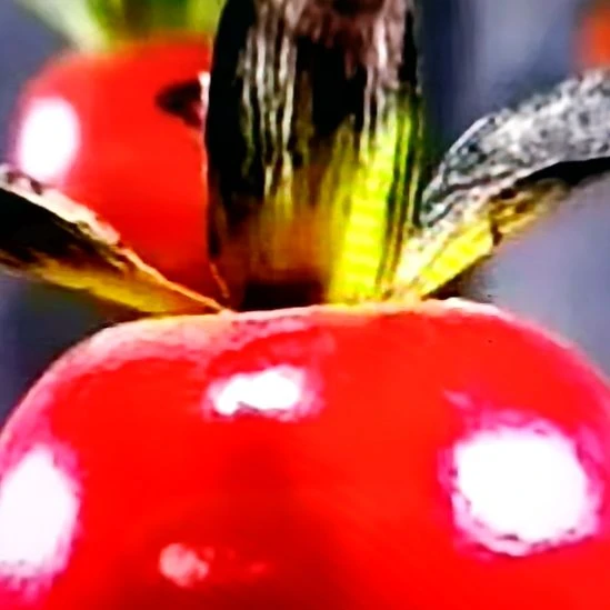 无花朵柿右卫门扦插苗