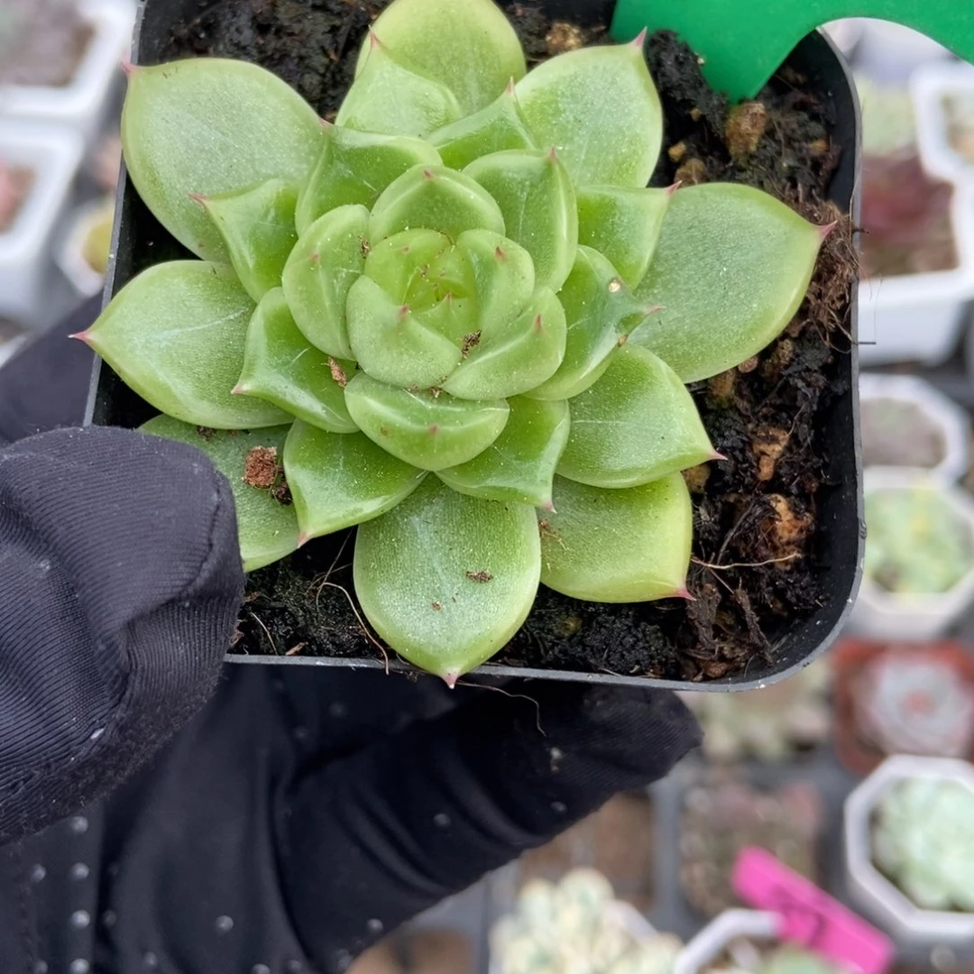 770珍妮多肉植物多肉