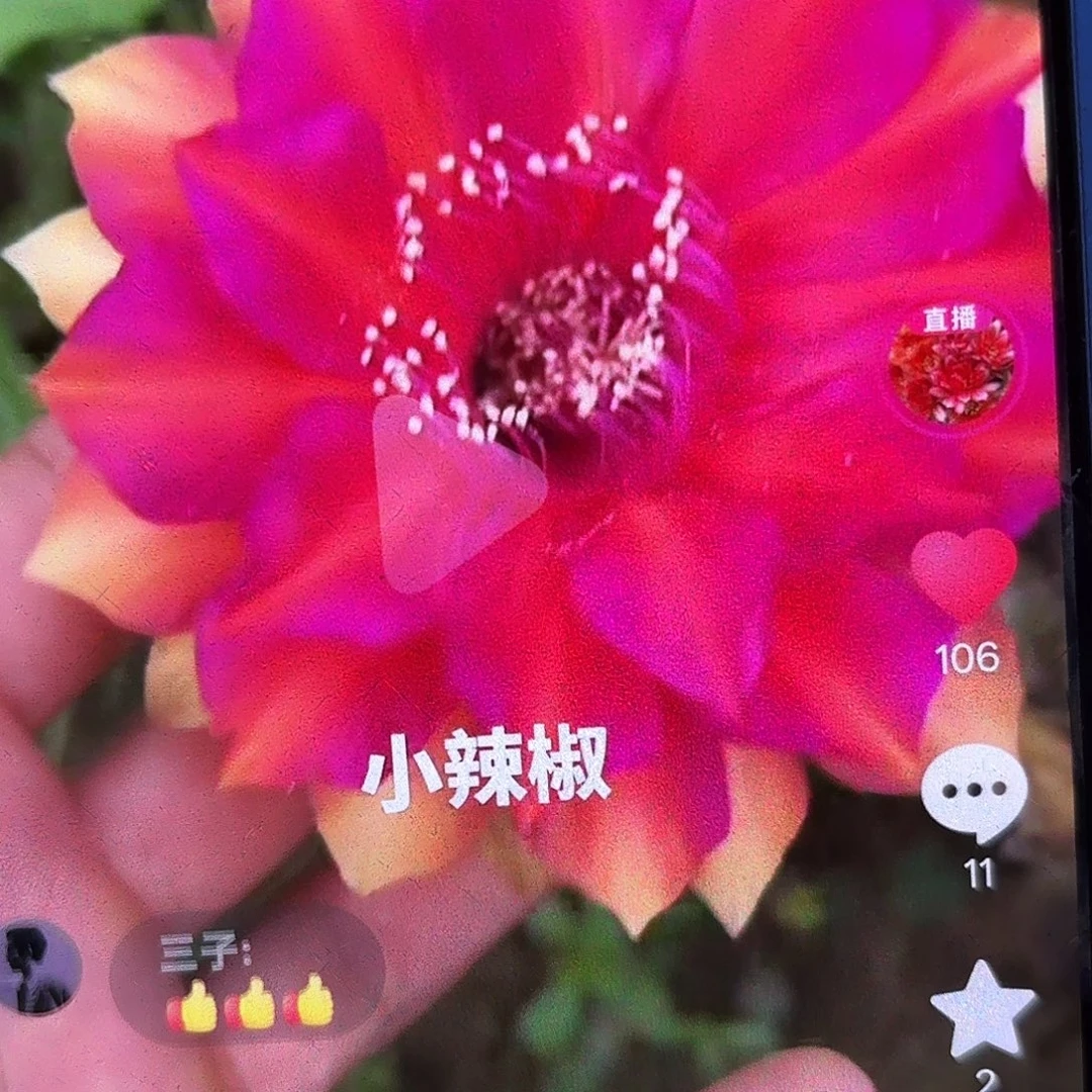 小辣椒无根侧牙四公分56