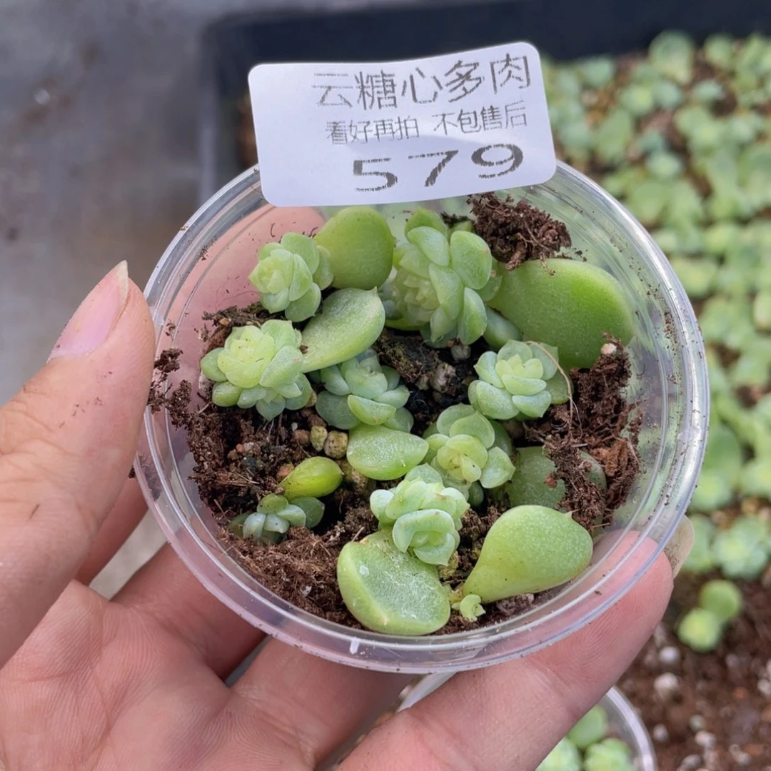 云糖心多肉植物579