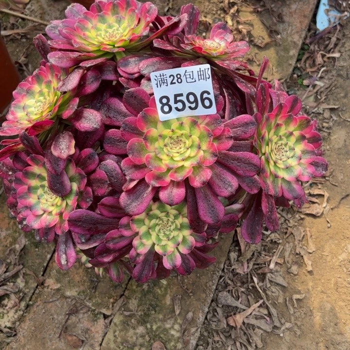 8596舞天姬多肉植物