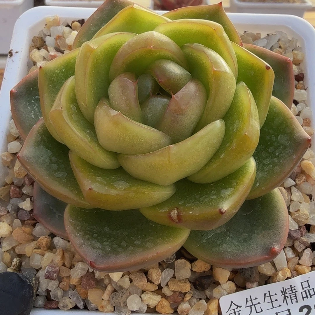 1126-66翠花珍妮单头