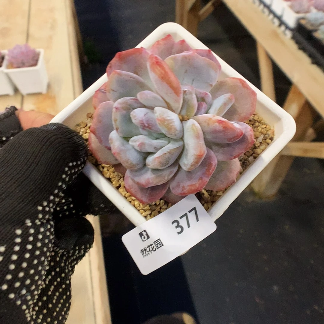 377星影石化多肉植物666