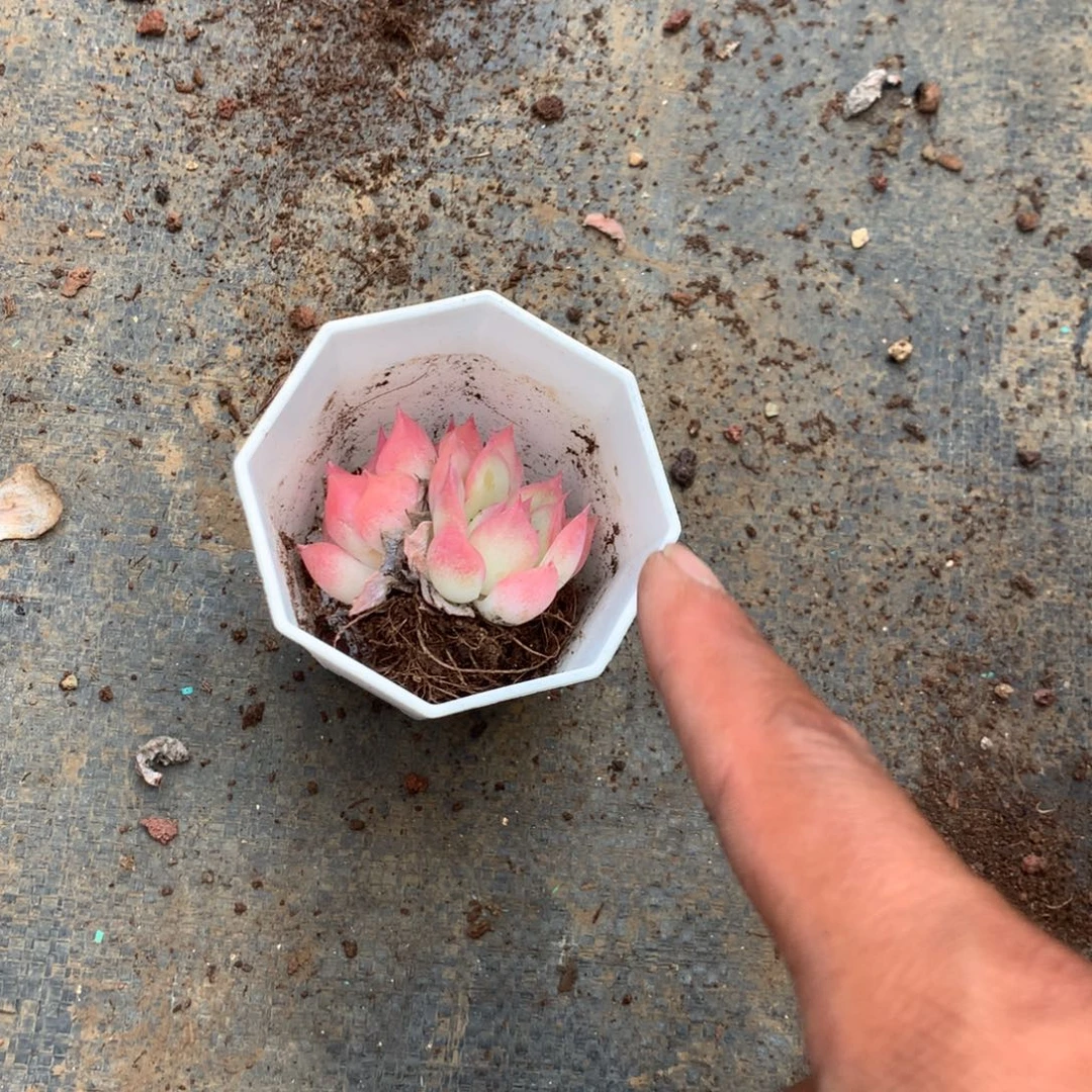 那就是说他没时间我