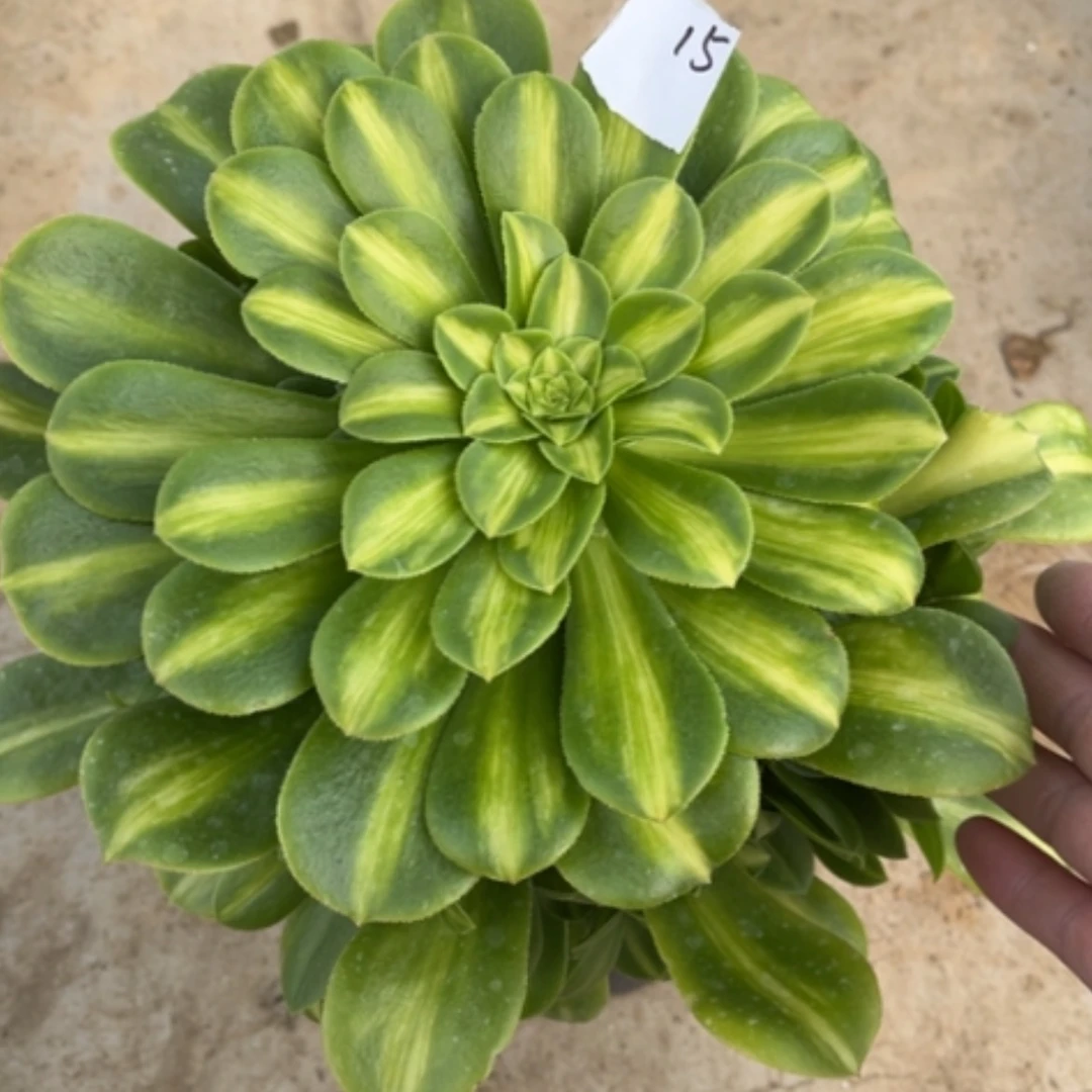 【闪购商品】15翡翠琉璃多肉法师