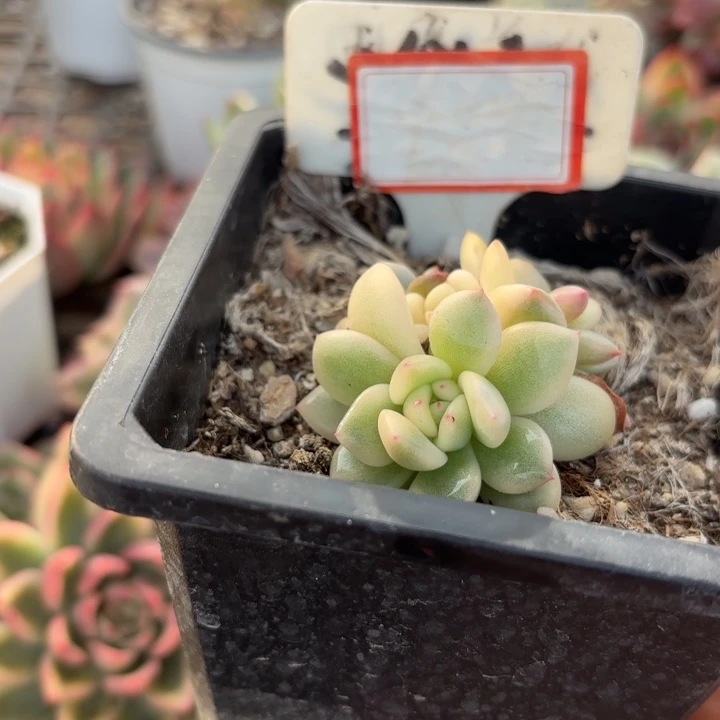多肉植物多肉植物