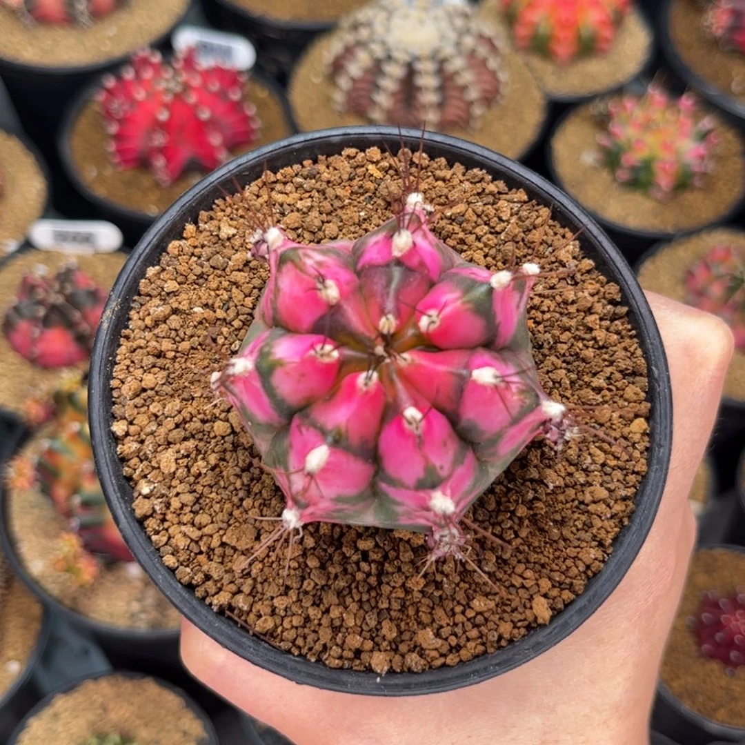 福利价 米哈仙人球