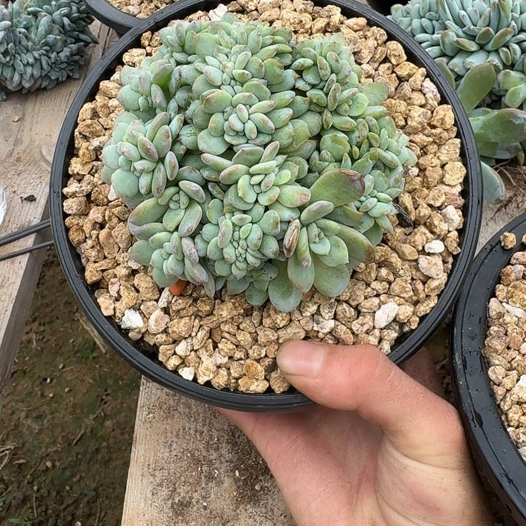 算***鸟星影缀化多肉专拍