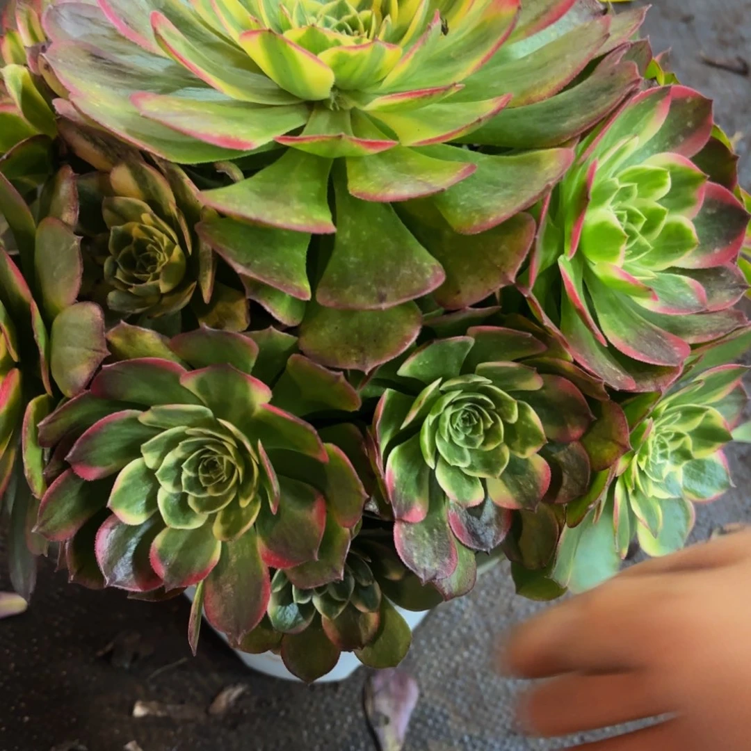 哈哈多肉葡萄福利172