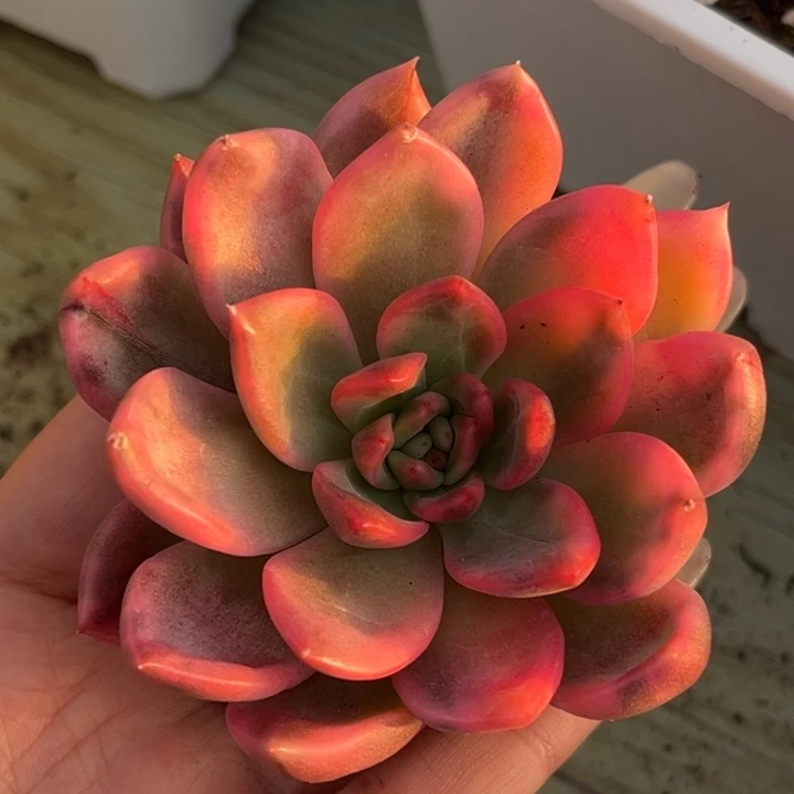 多肉锦一颗价格头盖