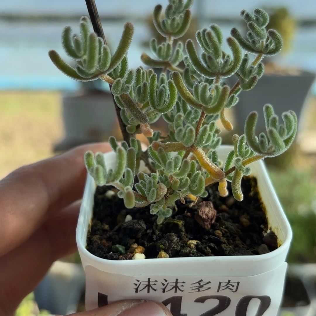 420冰晶枝干干细胞发