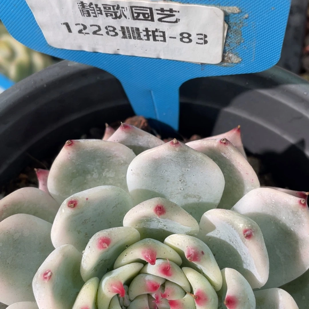 1228-83-吉娃娃锦dtyk单头一颗