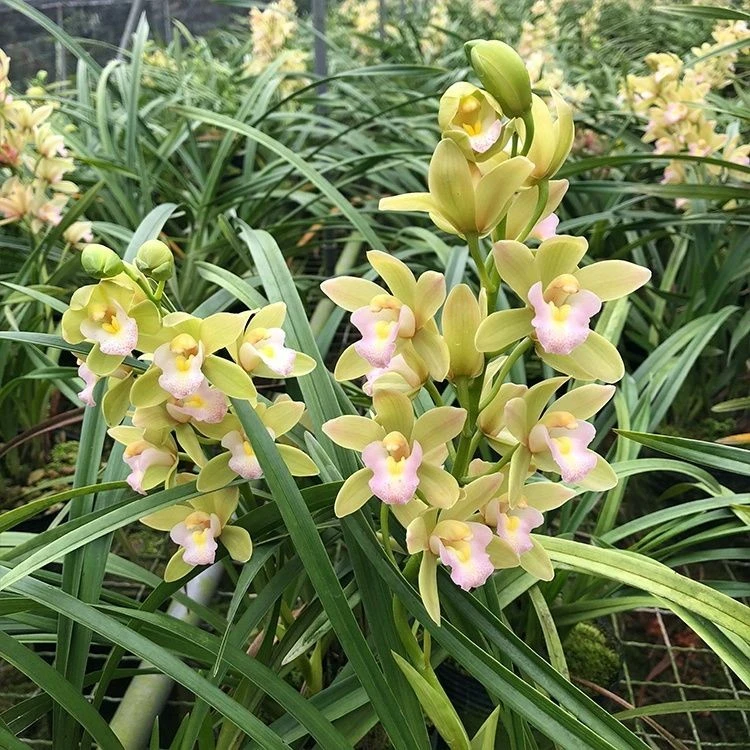 【 香水香兰】蕙兰盆栽室内好养清新淡香兰花苗