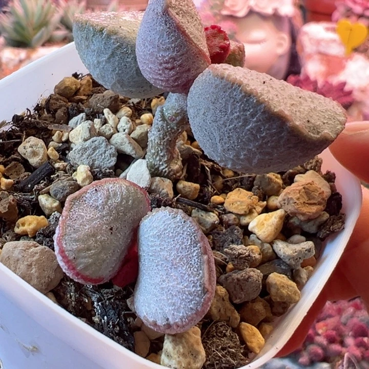 火*侠可以说是我的最爱