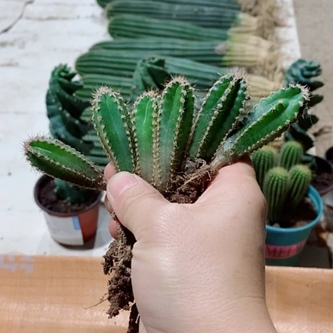 小量天尺小苗脱土发货6颗